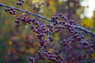 Branches of an apple tree. Big garden, harvest time.