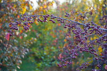 Branches of an apple tree. Big garden, harvest time.