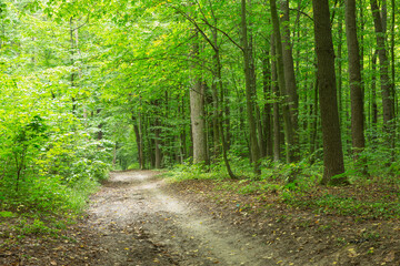 Path in green summer forest