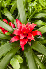 Obraz premium Vibrant Bromeliad Flower Among Lush Greenery