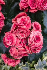 Fototapeta premium Vibrant Pink Begonias in Full Bloom Close-Up