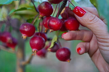 Branches of an apple tree. Big garden, harvest time.
