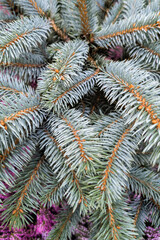 Close-up of Evergreen Tree Branches in Nature