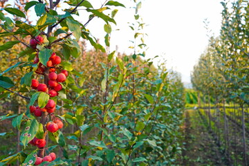 Branches of an apple tree. Big garden, harvest time.