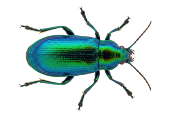 Iridescent green beetle isolated on transparent background, shiny insect with metallic blue and green colors for entomology studies