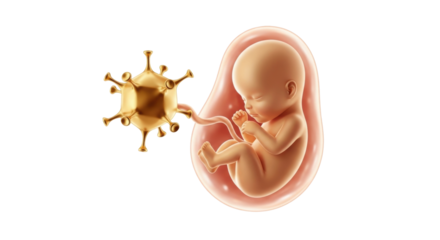 Isolated depiction of developing human fetus with viral infection in uterus during pregnancy