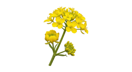 Isolated blooming field mustard plants, edible leafy greens in springtime, no background