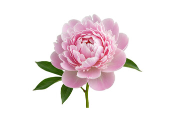 Beautiful light pink peony flower isolated PNG, delicate floral blossom on transparent background for wedding invitations and spring designs © Adrian