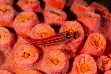 Striped triplefin, Helcogramma striata, on tubastrea coral, Raja Ampat Indonesia.