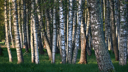 early autumn morning in a birch grove, sun rays illuminate the tree trunks, fog hides the contours...