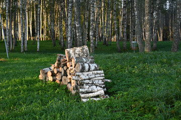 early autumn morning in a birch grove, sun rays illuminate the tree trunks, fog hides the contours of the trees, blurred background