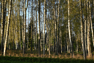 early autumn morning in a birch grove, sun rays illuminate the tree trunks, fog hides the contours of the trees, blurred background