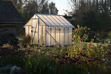 sunlit greenhouses in the morning light, autumn flowers affected by morning frost, allotment garden concept