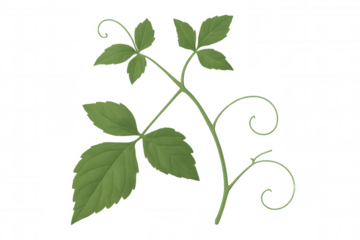 Green plant vine with leaves and curling tendrils growing, botanical illustration on transparent background