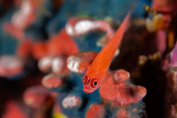 Ringeye dwarfgoby, Trimma benjamini, Raja Ampat Indonesia.