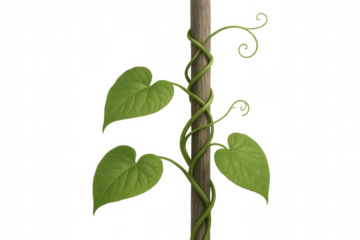 Green vine plant growing around a wooden pole on transparent background, symbolizing growth and nature