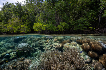 Mangrove forest and coral reefs in split shot, Raja Ampat Indnonesia.