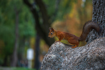 squirrel in the park