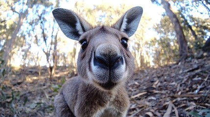 Fototapeta premium Close-up kangaroo in Australian forest. Possible use wildlife photography