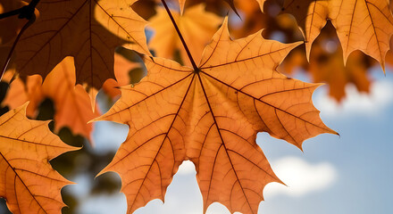 Fototapeta premium Vibrant Orange Maple Leaves Against a Soft Blue Sky in Autumn.