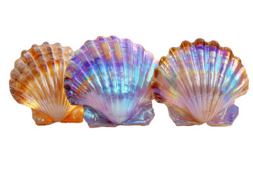 Fototapeta premium Three vibrant iridescent scallop shells showcasing beautiful pearlescent colors