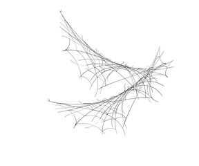 spider web on white background