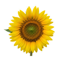 sunflower isolated on white
