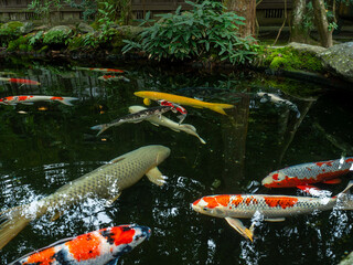 Multiple Nishikigoi (Koi fish) school in a shaded pond, surrounded by deep green trees. The reflection of the forest on the water creates a fantastic atmosphere in this quiet scene.