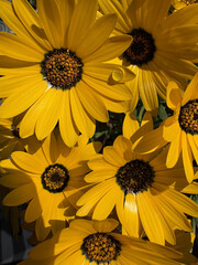 アフリカンデージー・Osteospermum〜黄色〜