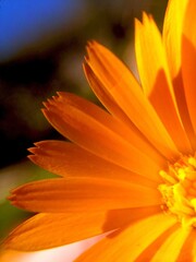 Macro shot of an orange flower in sunlight