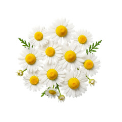 Fototapeta premium daisies on white background