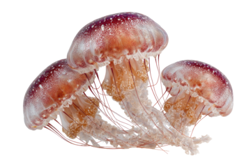 Three jellyfish, translucent pinkish-red bell, reddish-brown speckles, delicate, translucent tentacles