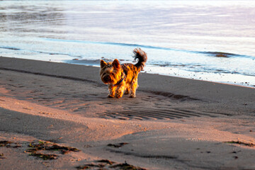 Magical sunset by the sea, a happy dog ​​running on the seashore, the last rays of the sun...
