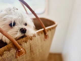 White Bichon Dog Looking Out of Handbag Basket – Playful and Cozy Pet Scene.