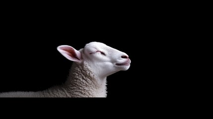 Obraz premium Serene Profile of a White Sheep Against Dark Background with Quiet Expressions of Contentment and Peacefulness