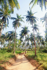 Fototapeta premium Coconut palms against the sky, tropical summer landscape, view from a southern vacation on the island