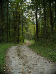 Waldweg im Herbst, mit S-Kurve