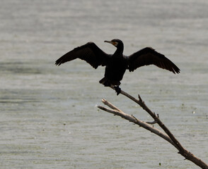 A photo of a cormorant that is drying its wings