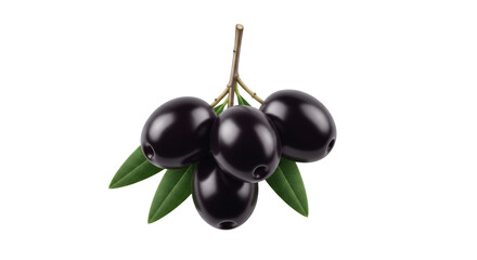 Isolated bunch of black olives, olive branch with green leaves, fresh, glossy, ripe fruit