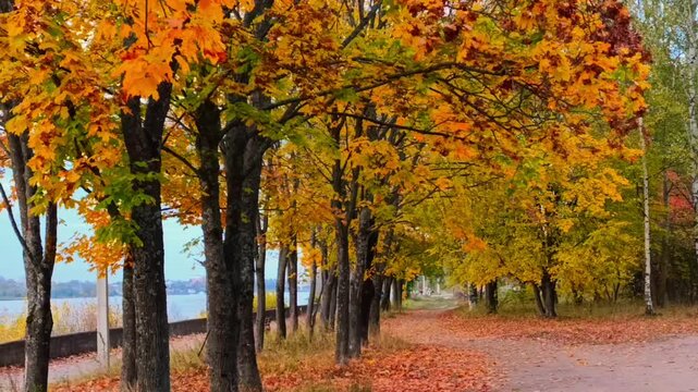 Autumn landscape in the park by the waterfront of Volga river with a path covered in dry leaves in a small town. Dynamic handheld shot
