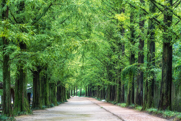 Obraz premium Damyang Metasequoia Road