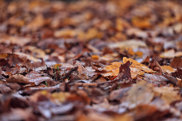 background is fallen autumn leaves, the seasonal backdrop of October fall