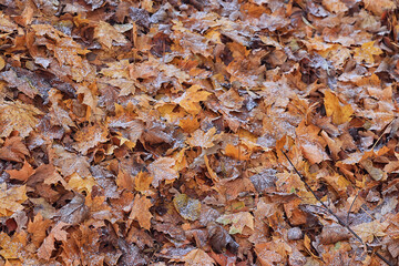 background is fallen autumn leaves, the seasonal backdrop of October fall