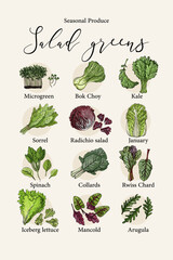 Vector illustration of seasonal salad greens. Hand-drawn botanical set featuring microgreens, kale, bok choy, spinach, lettuce, chard, and other leafy vegetables.