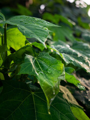 Fototapete bei efototapeten.de bestellen   