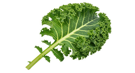 Isolated curly kale leaf, a healthy green vegetable rich in vitamins and antioxidants