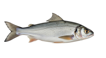 Isolated silver fish with scales, side view, saltwater fish of the Great Lakes and tributaries