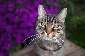 Cute tabby cat looks curiously into the camera. Close-up portrait with colorful nature background