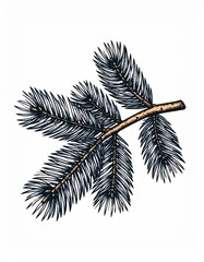 Detailed Branch of Evergreen Tree with Needle Like Leaves in White Background