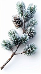 Frosted Pine Branch with Pine Cones Isolated on White Background in Bright Studio Lighting